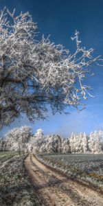 Grass,Sky,Road,Tree,Freshness,Hoarfrost,Gray Hair,November,Nature,Wood,Field,Frost,Cold