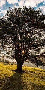 Grass,Sky,Shine,Tree,Kympulung,Nature,Light,Wood,Romania