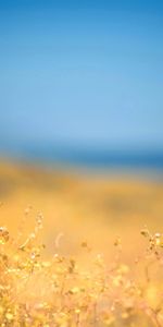 Grass,Sky,Shore,Bank,Foreground,Noon,Nature,Autumn