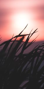 Grass,Sky,Silhouette,Blur,Night,Smooth,Dark