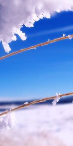 Herbe,Branches,Des Bâtons,Bâton,Macro,Sky,Neige