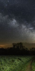 Grass,Sky,Stars,Night,Nature