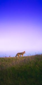 Hierba,Paseo,Animales,Cielo,Un Zorro,Zorro