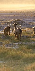 Lama,Herbe,Flâner,Lamas,Sky,Promenade,Animaux,Coucher De Soleil