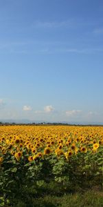 Grass,Sky,Summer,Nature,Sunflowers