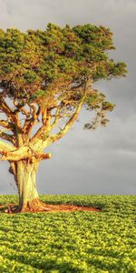 Hierba,Cielo,Madera,Campo,Naturaleza,Árbol