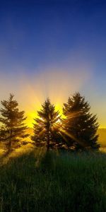 Grass,Sky,Trees,Nature,Sunset