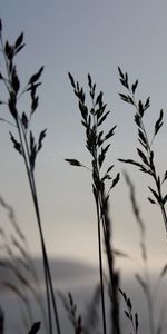 Naturaleza,Hierba,Cielo,Viento,Noche