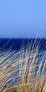 Grass,Sky,Wind,Nature,Sea