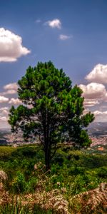 Naturaleza,Hierba,Cielo,Madera,Elevación,Árbol