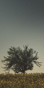 Grass,Sky,Wood,Tree,Nature