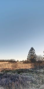 Grass,Sky,Wood,Tree,Spruce,Fir,Nature