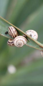 Escargots,Macro,Feuille,Herbe