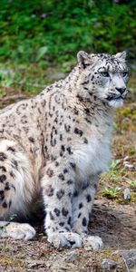 Animaux,Herbe,Snow Leopard,Gros Chat,Taches,Fauve,Prédateur