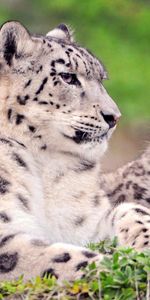 Grass,Snow Leopard,Sit,Young,Pair,Joey,Animals,Couple