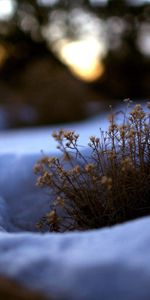 Grass,Snow,Macro,Melt,Spring