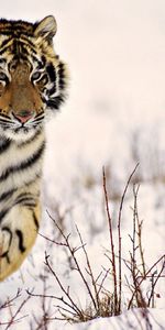 Grass,Snow,Predator,Stroll,Animals,Tiger