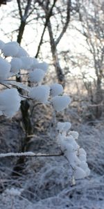 Grass,Snow,Road,Frost,Winter,Nature