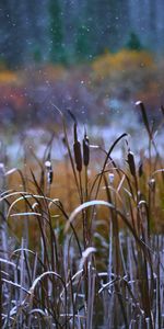 Grass,Snow,Snow Covered,Snowbound,Reeds,Nature