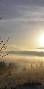 Neige,Herbe,Bois,Arbre,Brouillard,Un Rein,Reins,Nature,Aube