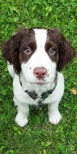 Grass,Spaniel,Sit,Opinion,Sight,Puppy,Animals