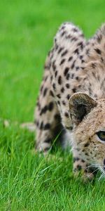 Guépard,Herbe,À Pois,Boutonneux,Cacher,Poser,Se Cacher,Animaux,Chasser,Pose,Gros Chat,Chasse,Fauve