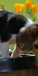 Grass,Spotted,Spotty,Puppy,Beagle,Barrel,Animals,Flowers