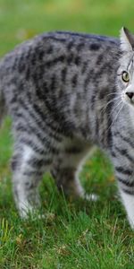 Herbe,À Pois,Boutonneux,Flâner,Animaux,Promenade,Chat