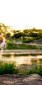 Herbe,À Pois,Boutonneux,Flâner,Promenade,Animaux,Chat