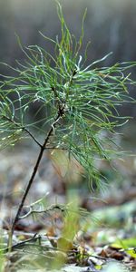 Grass,Sprout,Nature,Leaves