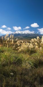 Naturaleza,Hierba,Campo,Prado,Tallos,Juncia