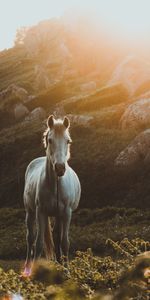 Grass,Stones,Animals,Sunlight,Horse