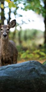 Grass,Stones,Forest,Animals,Trees,Deer