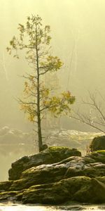 Naturaleza,Hierba,Stones,Cielo