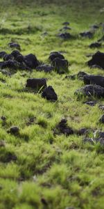 Noyaux,Nature,Herbe,Été