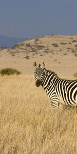 Animales,Hierba,Cebra,Rayado,Escalada,Valle,Estepa,Ascensión,Rayas