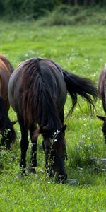 Grass,Stroll,Animals,Field,Horses