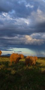 Grass,Stroll,Animals,Herd,Elephants