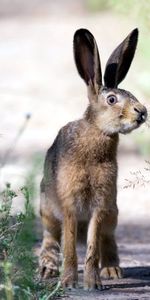 Flâner,Faire Du Jogging,Le Jogging,Herbe,Lièvre,Promenade,Animaux