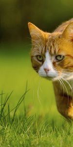 Grass,Stroll,Hunting,Hunt,Animals,Cat