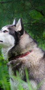 Grass,Stroll,Husky,Haska,Bubble,Dog,Bubbles,Animals