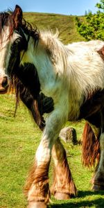 Grass,Stroll,Mane,Animals,Horse