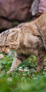 Animaux,Herbe,Chaton,Flâner,Espiègle,Enjoué,Se Soucier,Minou,Soin,Promenade,Chat