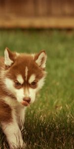 Flâner,Espiègle,Enjoué,Animaux,Herbe,Promenade,Chiot