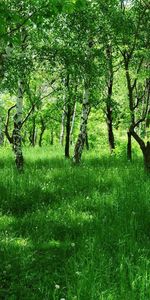 Grass,Summer,Birches,Young,Nature,Alley