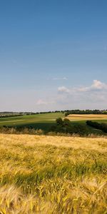 Naturaleza,Hierba,Campo,Orejas,Espigas,Espacios Abiertos,Extensión,Verano