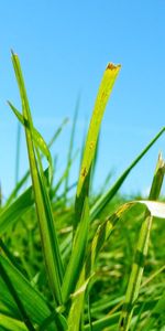 Hierba,Verduras,Claro,Brillantemente,Ya Veo,Verano,Naturaleza