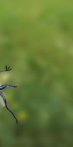 Grass,Summer,Macro,Bug,Beetle,Minimalism