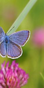 Grass,Summer,Macro,Clover,Butterfly