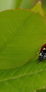 Herbe,Macro,Insecte,Coccinelle,Été